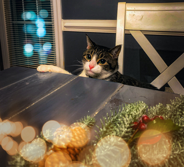 Holiday Pet Safety Tips for 2021