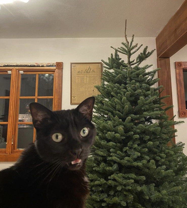 Ho-Ho-Holiday Cats of Instagram