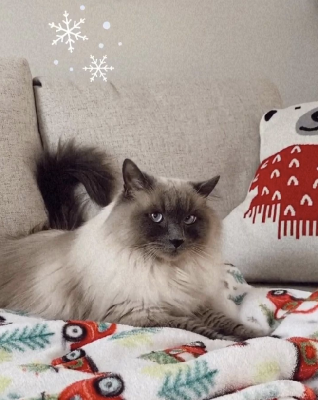 Ho-Ho-Holiday Cats of Instagram