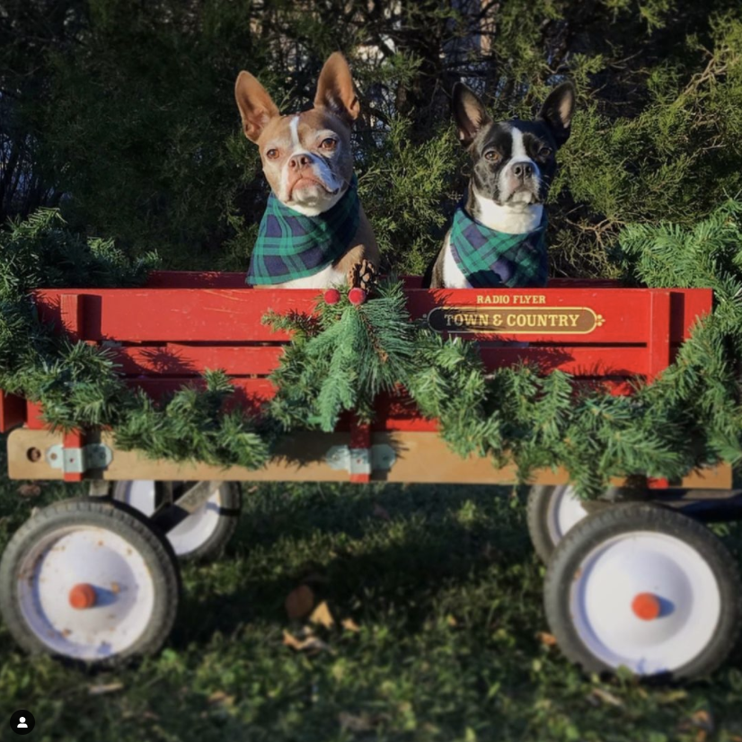 Howliday Dogs of Instagram