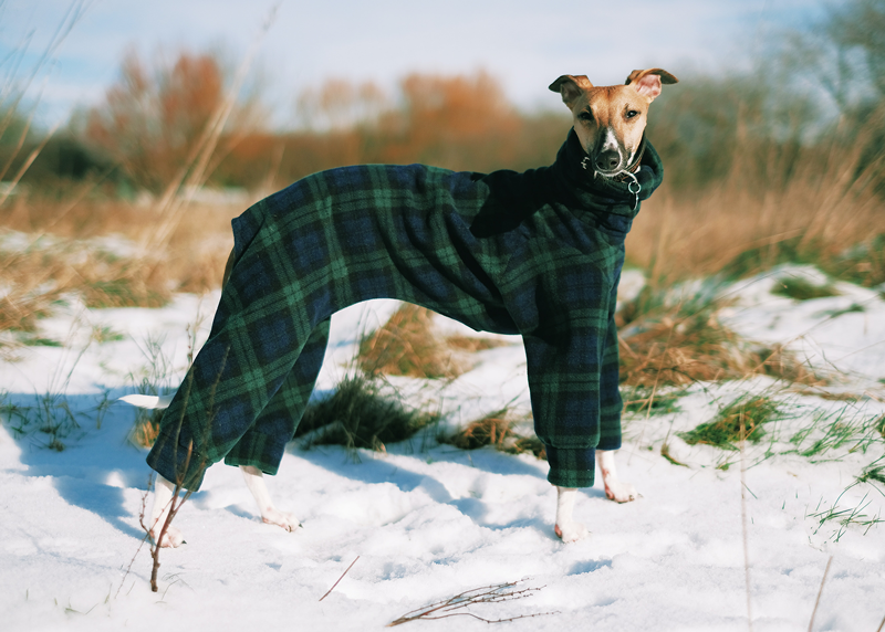 Winter Pet Clothing Tips for Dogs