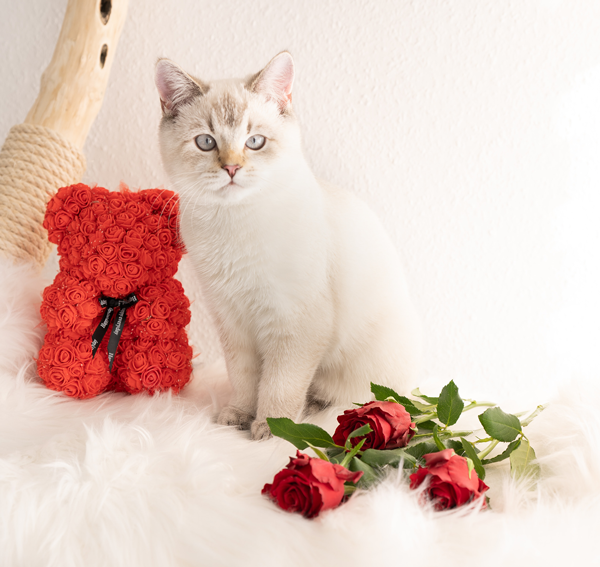 Why Pets Make the Best Valentines