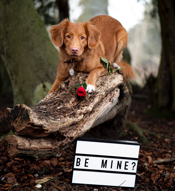 Why Pets Make the Best Valentines