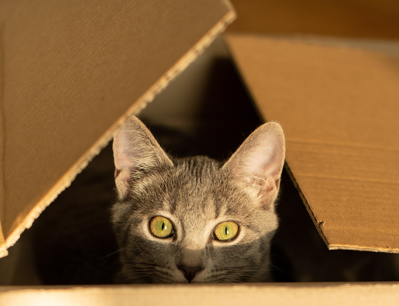 Cats Love Boxes, But Why?