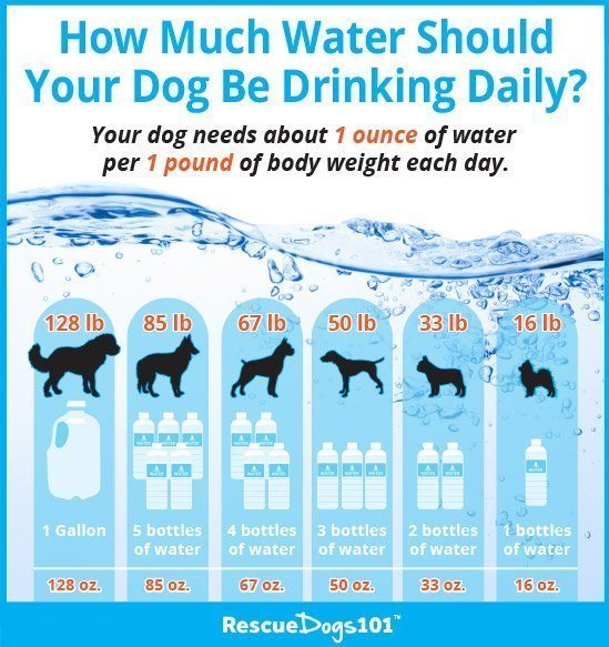 Pet Hydration Awareness Month