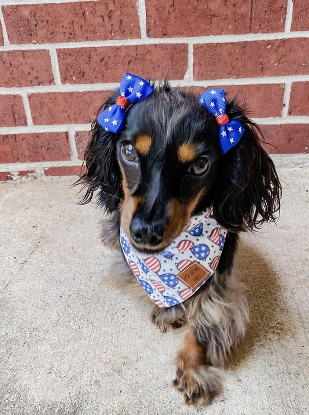 All-American Pet Photo Day