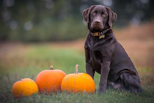 Top 7 Halloween Pet Safety Tips