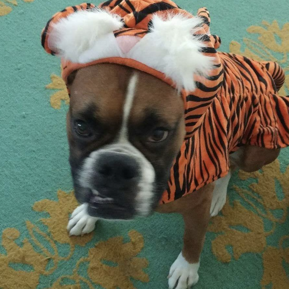 Who-Dey Let The Dogs Out