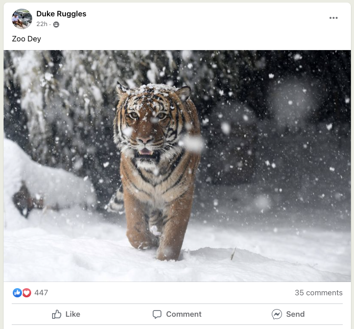 Cincinnati Bengal Tigers Cheer on the Bengals