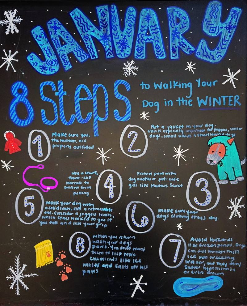 8 Steps to Walking Your Dog in the Winter