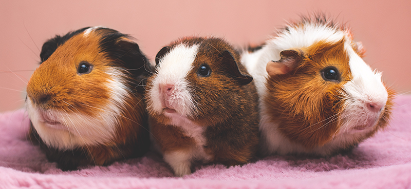 Adopt Small Animals Like Rabbits & Guinea Pigs