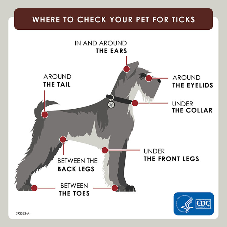 Prevention of Lyme Disease in Dogs Month
