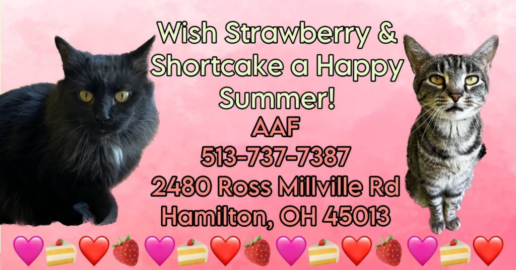 Cat Adoption Cincinnati: Meet Strawberry and Shortcake