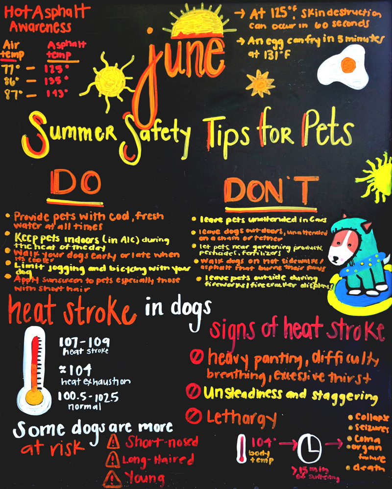 Summer Safety Tips for Your Pets