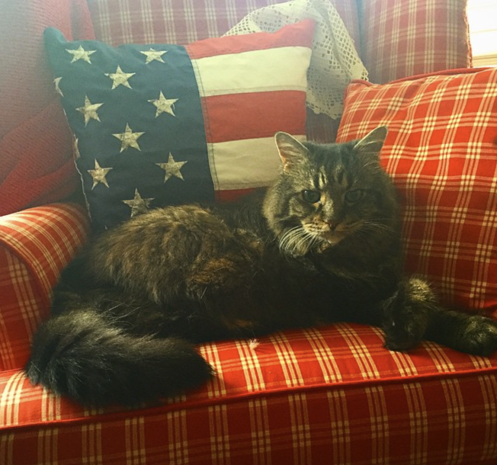 All-American #Catsofinstagram