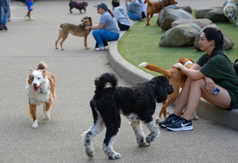 Fall for These 3 Dog-Friendly Events