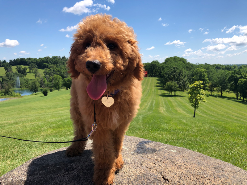 Fans at Cincinnati's Bark in the Park game booed a dog named Tom Brady