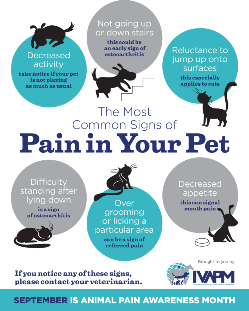 http://companioncarepets.com/wp-content/uploads/2023/09/animal-pain-awareness-819x1024.png