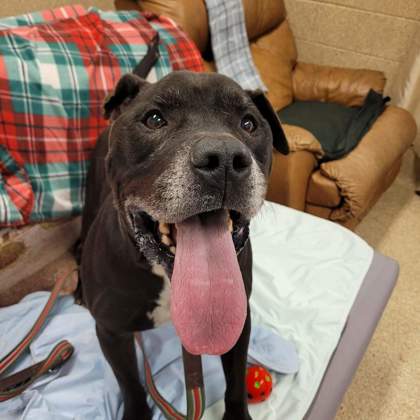 3 Senior Dogs to Adopt from Animal Friends Humane Society