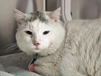 2 Senior Cats to Adopt from Animal Friends Humane Society