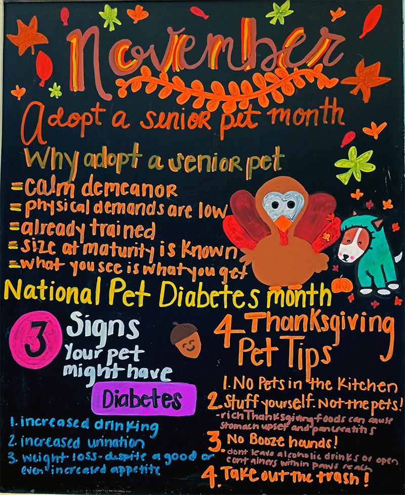 National Cat Lovers Month  New Fairfield Animal Hospital