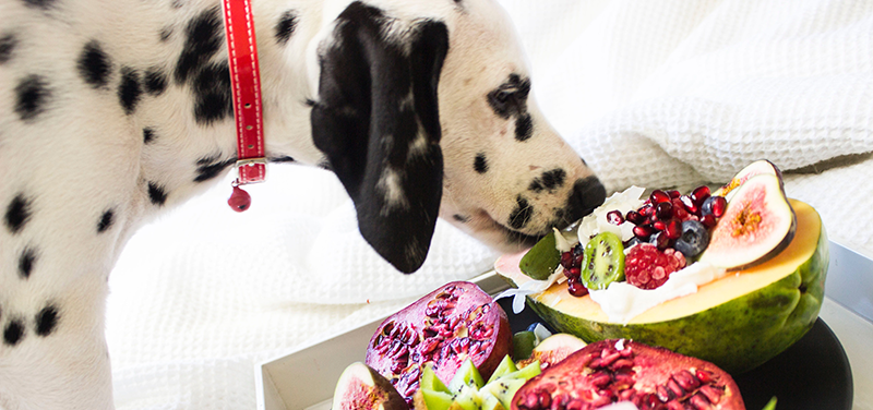 Raw Food Diet for Dogs: What You Need to Know