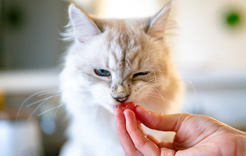 Raw Food Diet for Cats