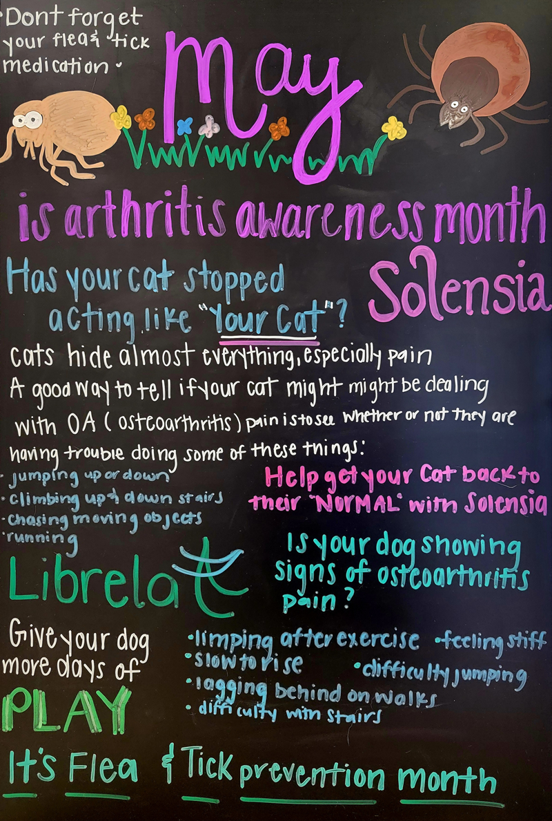 Arthritis Awareness Month: Help Your Pet
