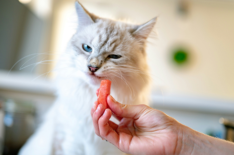 National Food Safety Education Month for Pets