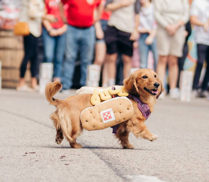 Fall 2024: Enjoy Autumn with these Pet-Friendly Fun Events