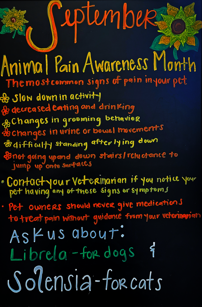 6 Most Common Signs of Pain in Your Pet