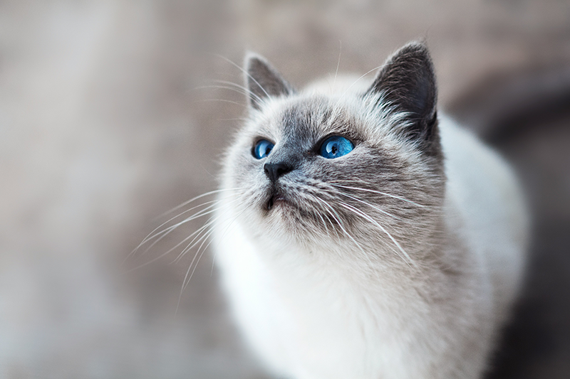 National Cat Health Month: Know the Signs of Cancer in Cats