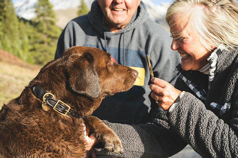 National Train Your Dog Month