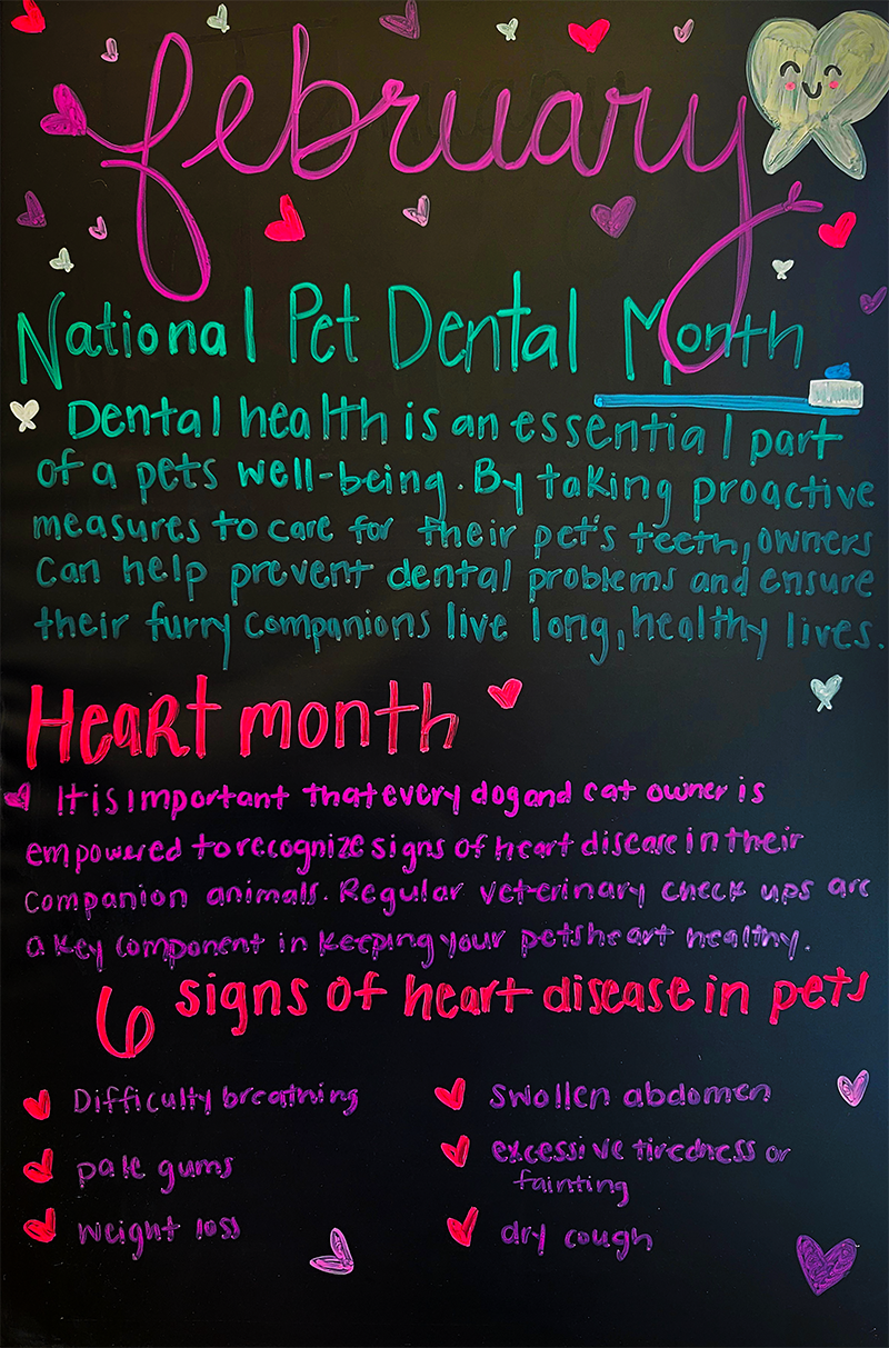 National Pet Dental Month in February