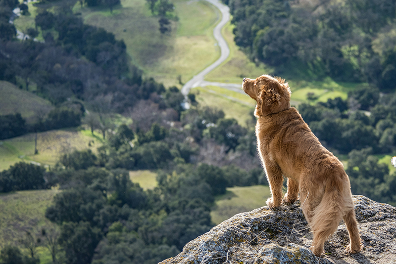 Prevention Awareness for Lyme Disease in Dogs