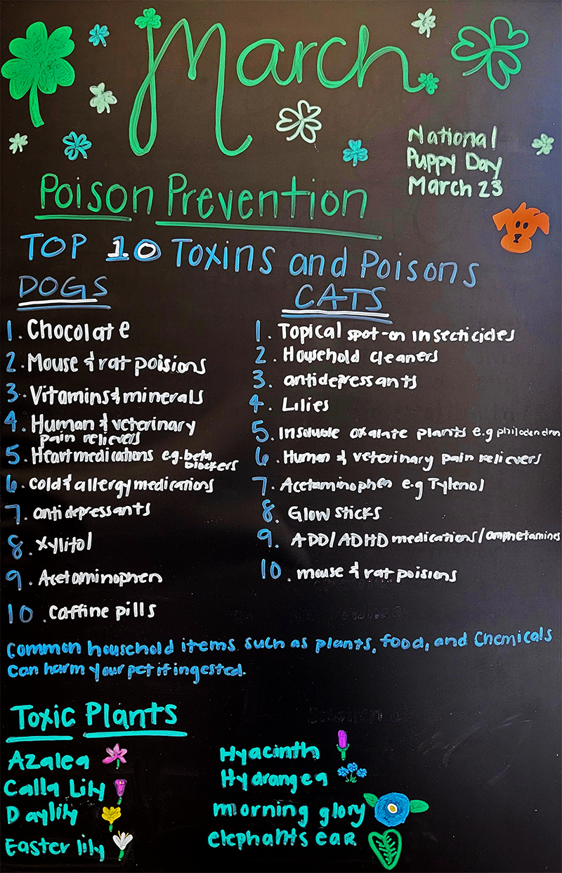 Poison Prevention for Pets