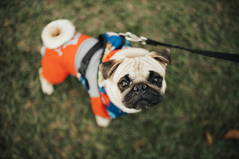 How to Help Your Dog with Stress & Anxiety