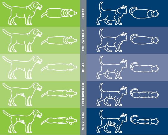 National Pet Week from AVMA: Nutrition & Exercise Matter