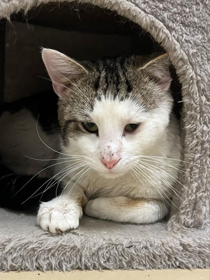 Meet Celebrity Cats Ready for Adoption