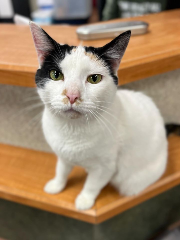 Meet Celebrity Cats Ready for Adoption