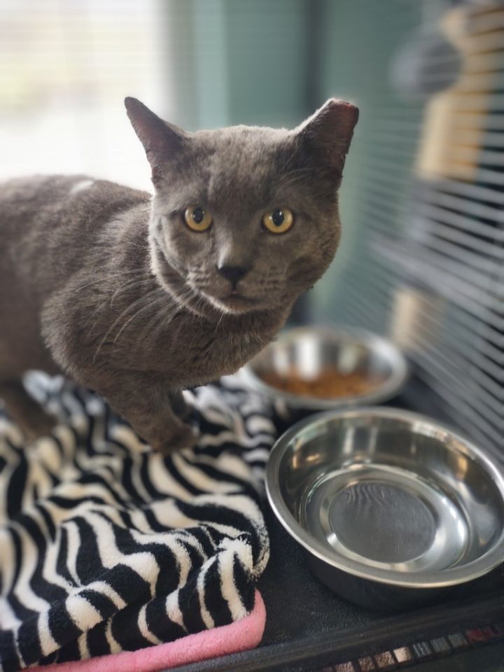 Meet Celebrity Cats Ready for Adoption