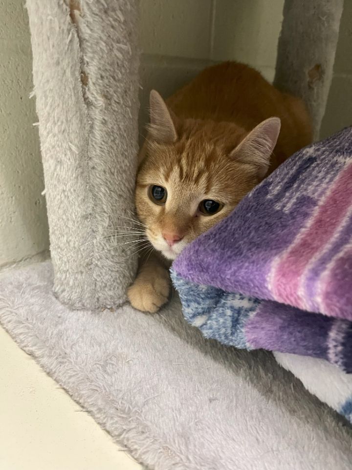 Meet Celebrity Cats Ready for Adoption