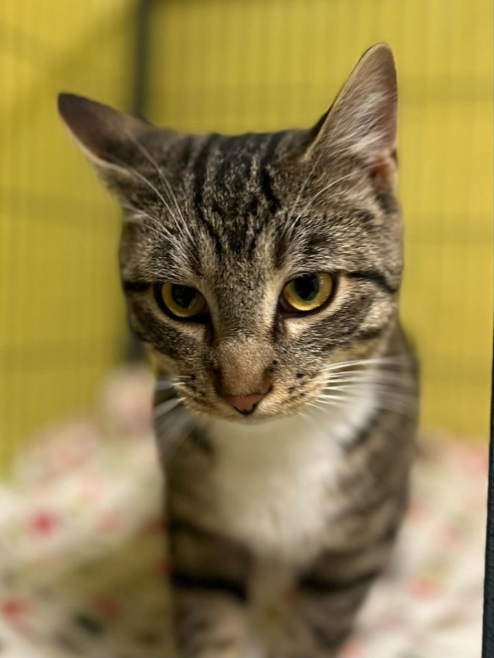 Meet Celebrity Cats Ready for Adoption
