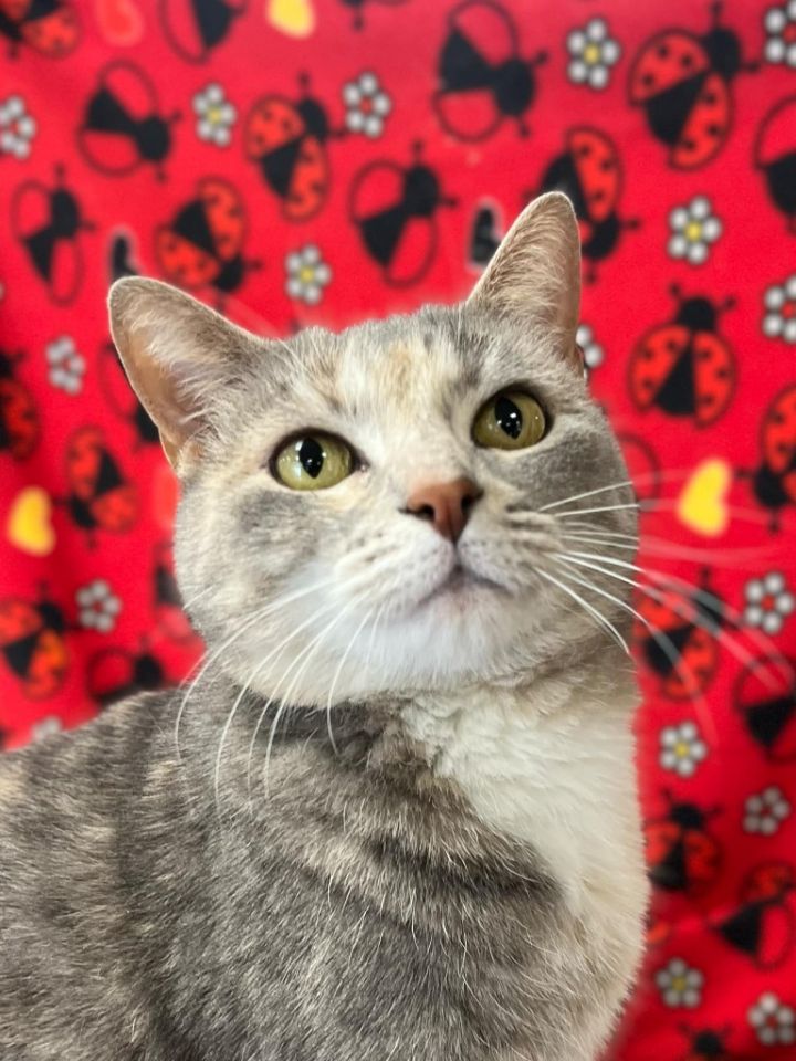 Meet Celebrity Cats Ready for Adoption