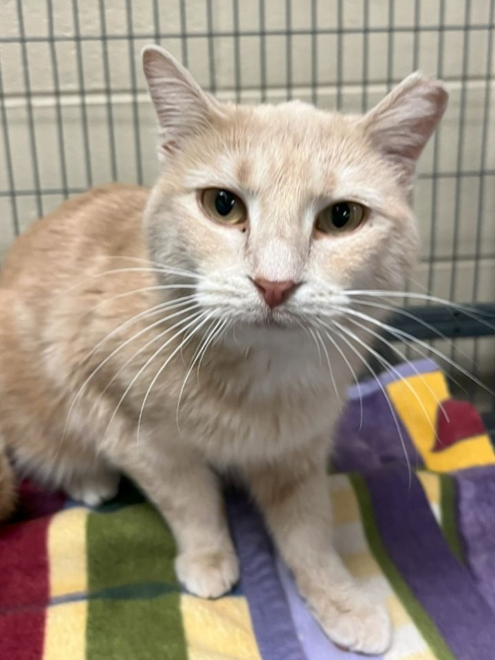 Meet Celebrity Cats Ready for Adoption