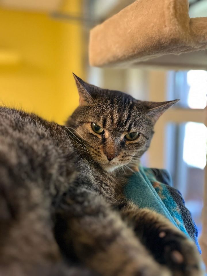 Meet Celebrity Cats Ready for Adoption