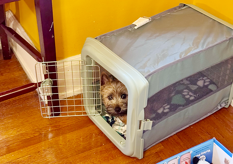 Crate Training a Puppy