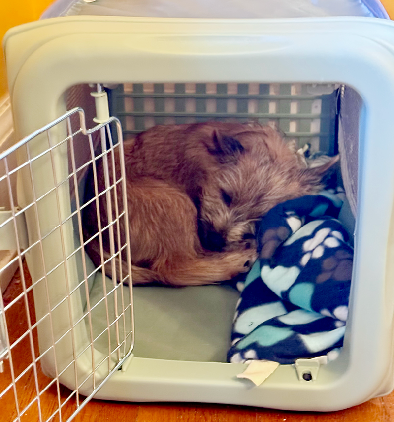 Crate Training a Puppy