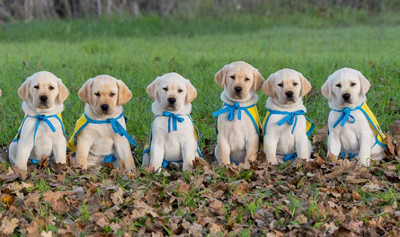 International Assistance Dog Week: Do You Want to Raise Puppies?