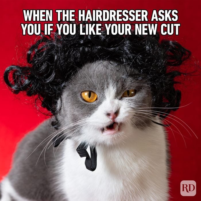 Enjoy a Laugh for International Cat Day